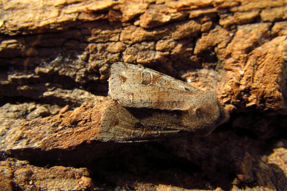 Orthosia incerta - változékony barkabagoly