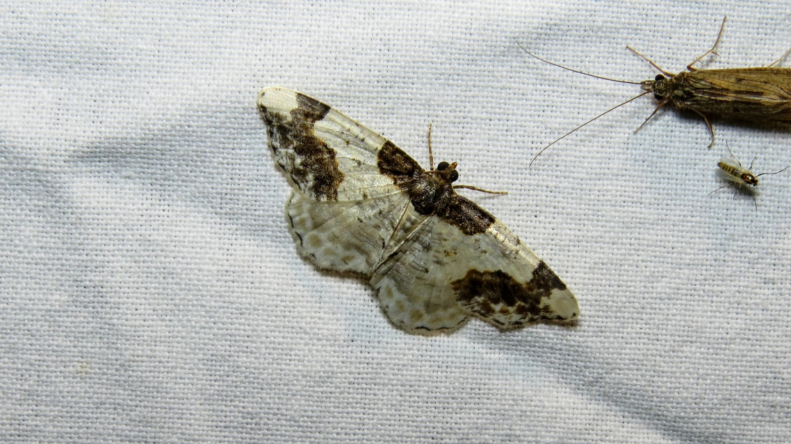 Ligdia adustata - barna levélaraszoló
