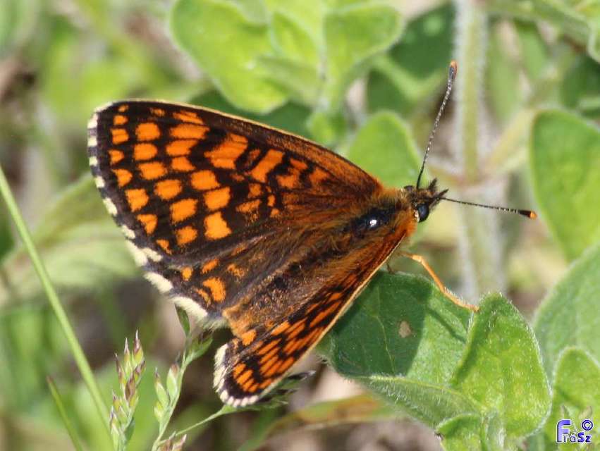 Melitaea athalia - közönséges tarkalepke