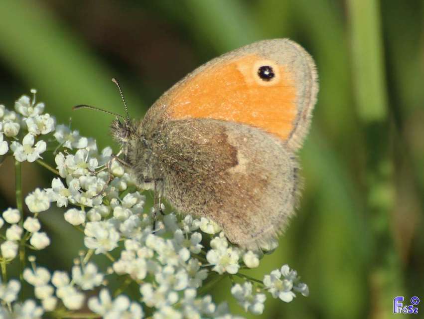 Coenonympha pamphilus - kis szénalepke