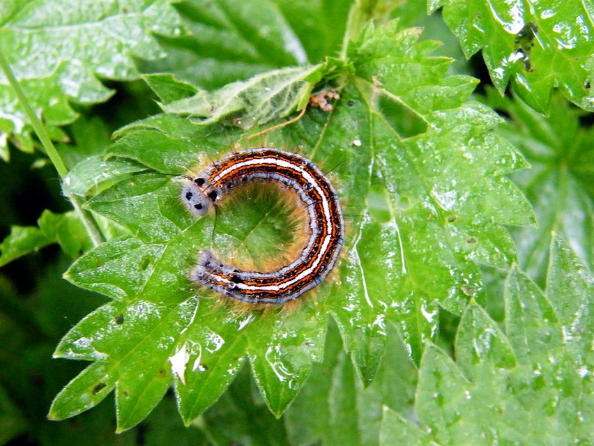 Malacosoma neustria - gyűrűsszövő