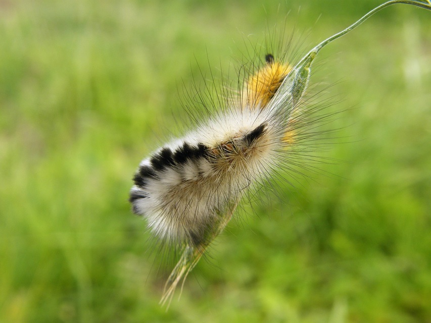 Gynaephora fascelina - vesszős szövő