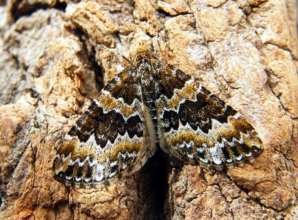 Electrophaes corylata - mogyoró-araszoló