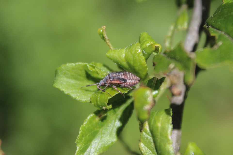 Deraeocoris