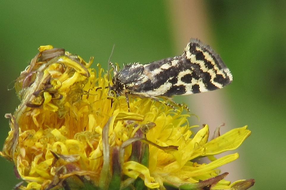 Emmelia trabealis - zebrabagoly