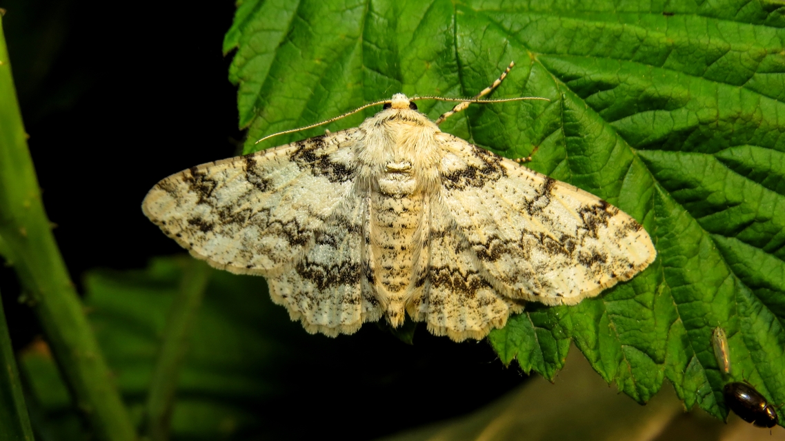 Ascotis selenaria - holdas faaraszoló