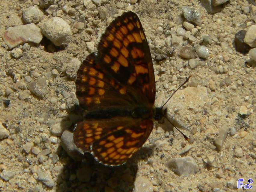 Melitaea athalia - közönséges tarkalepke
