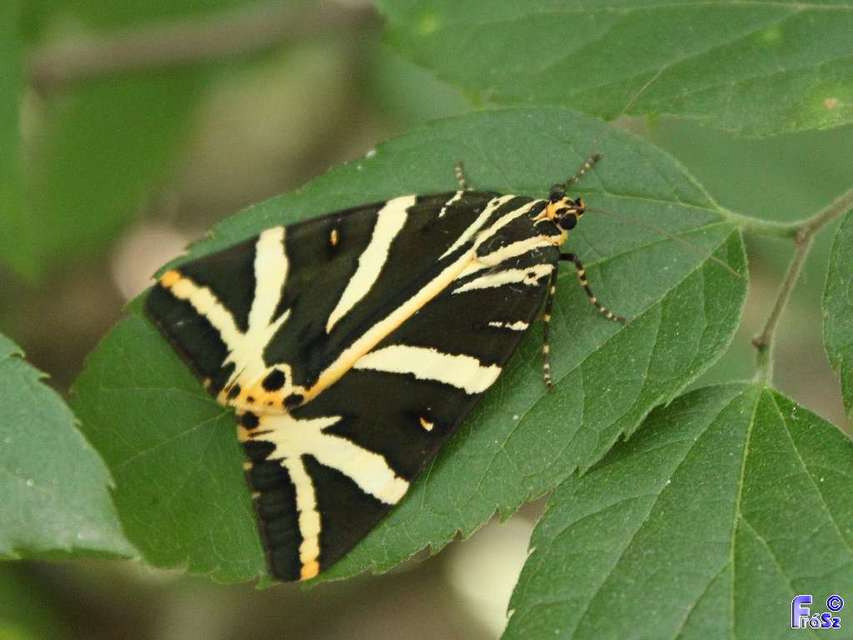 Euplagia quadripunctaria - csíkos medvelepke