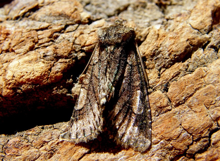 Allophyes oxyacanthae - galagonyabagoly