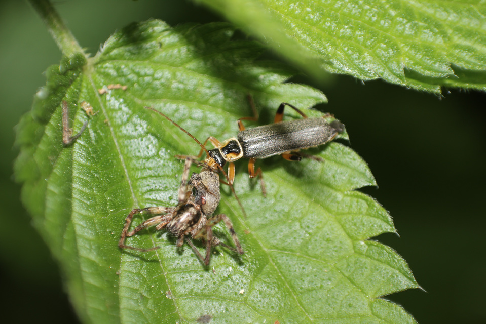 Cantharis nigricans - feketéllő lágybogár