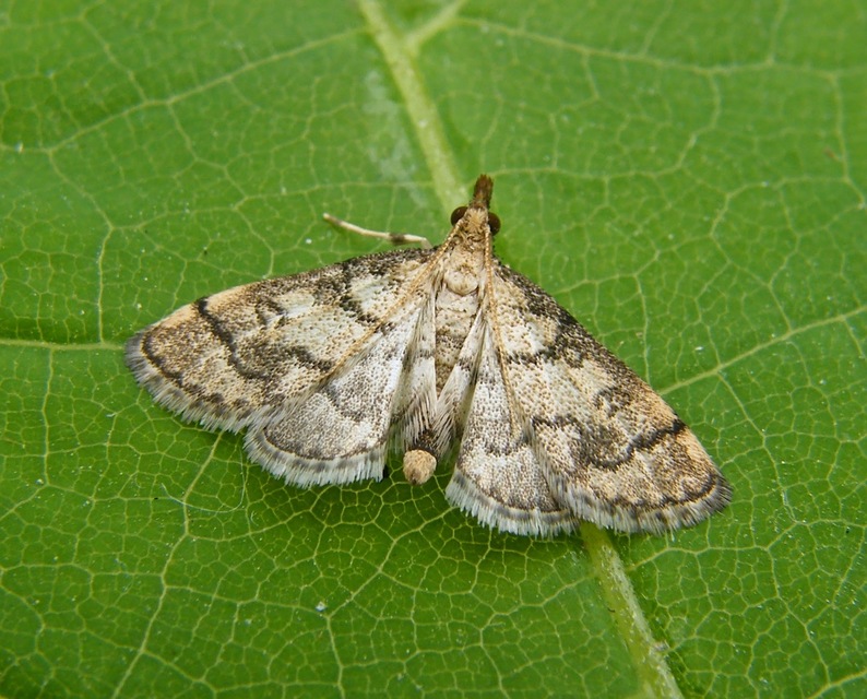 Metasia ophialis - kígyósávos tűzmoly