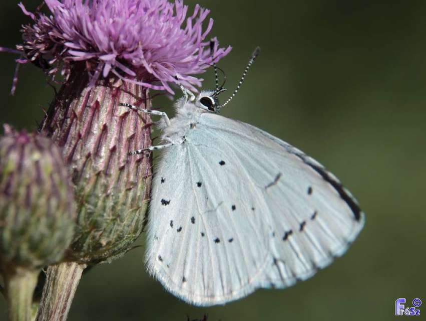 Celastrina argiolus - bengeboglárka