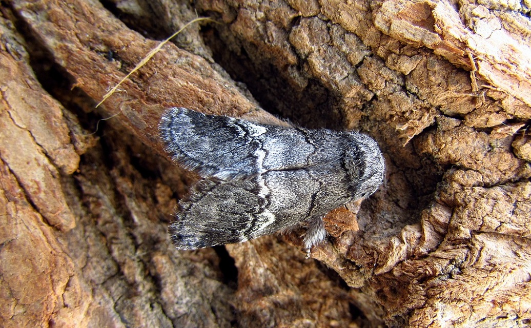 Drymonia querna - tölgyfa-púposszövő