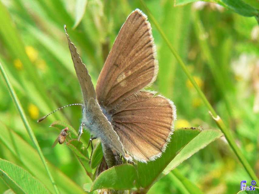 Cyaniris semiargus - aprószemes boglárka