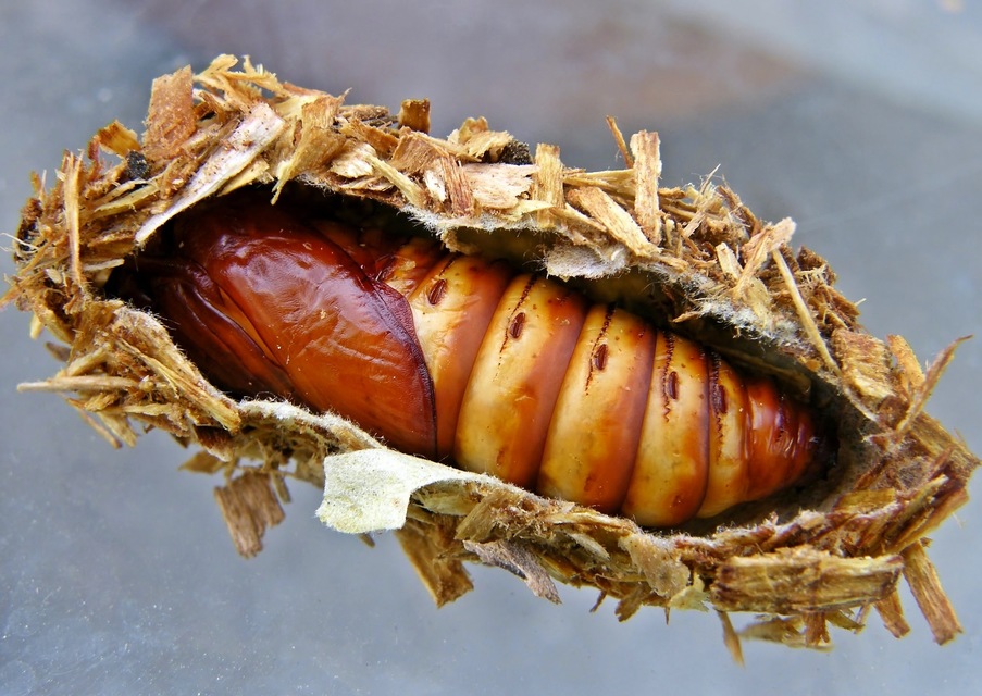 Cossus cossus - fűzfarontólepke