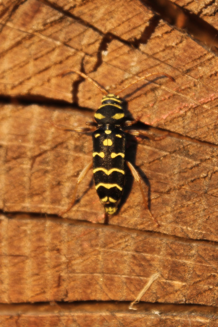 Plagionotus arcuatus - bársonyos darázscincér