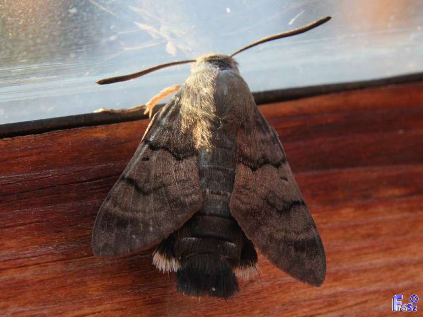 Macroglossum stellatarum - kacsafarkú szender