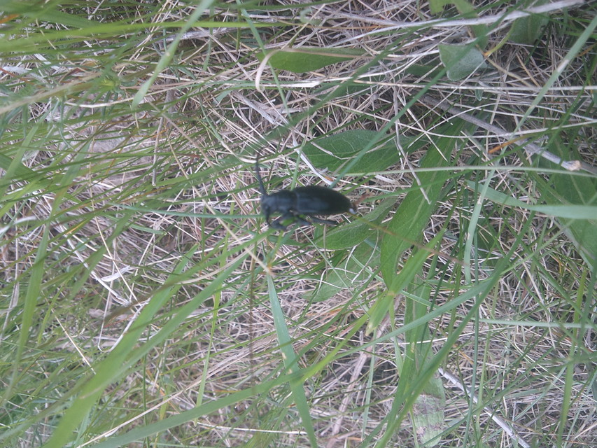 Dorcadion aethiops - fekete gyalogcincér