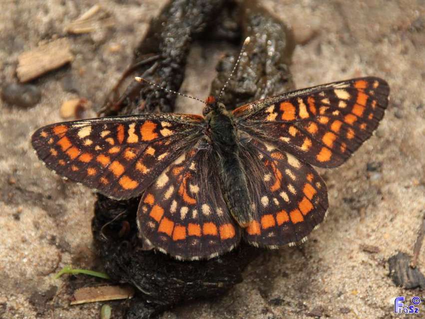 Euphydryas maturna - díszes tarkalepke