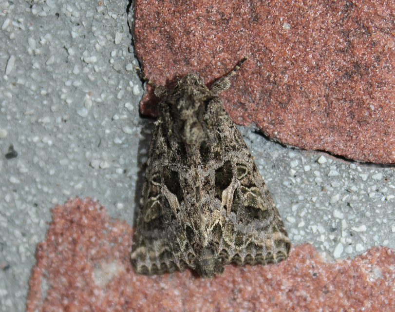 Trachea atriplicis - nyári zöldbagoly