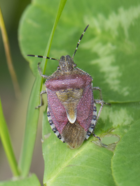Dolycoris baccarum - közönséges bogyómászó-poloska Dolycoris baccarum - közönséges bogyómászó-poloska