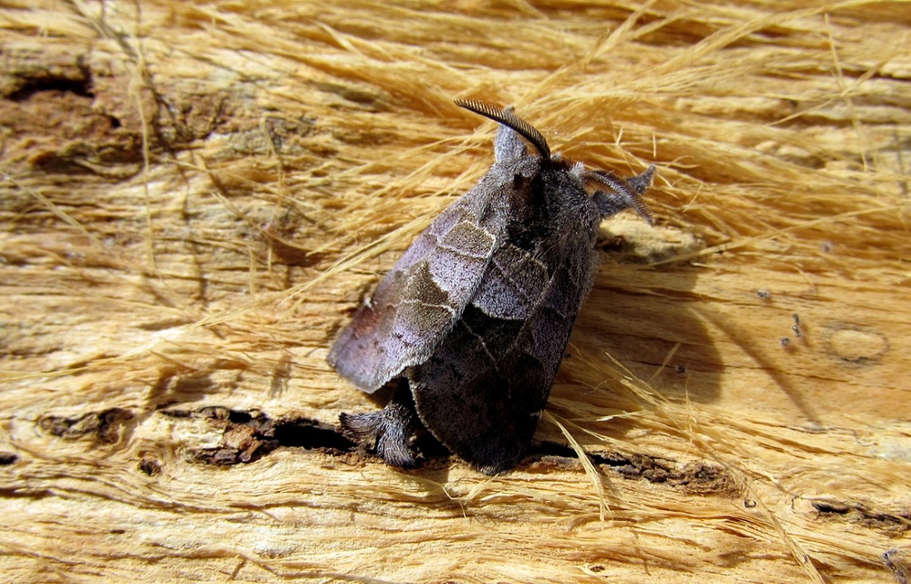 Clostera pigra - apró levélszövő