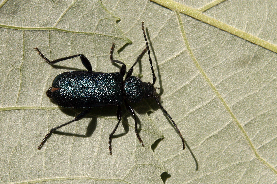 Callidium violaceum - kék korongcincér