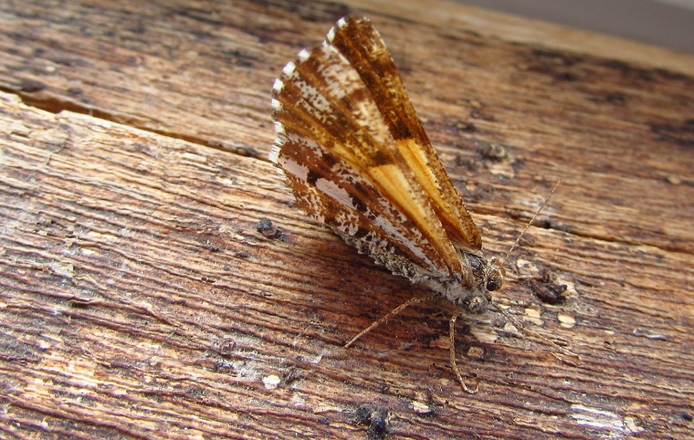 Bupalus piniaria - fenyőaraszoló