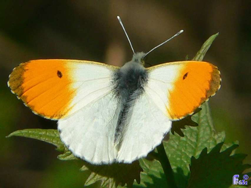 Anthocharis cardamines - hajnalpírlepke