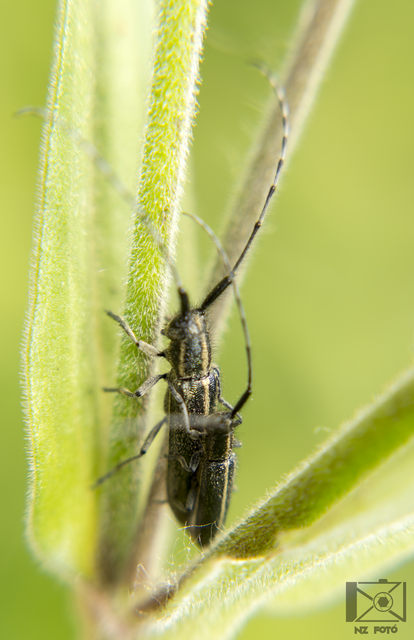 Agapanthia cardui - sávos bogáncscincér