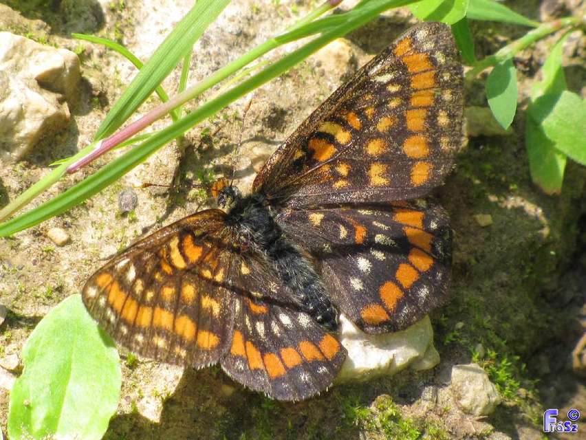 Euphydryas maturna - díszes tarkalepke
