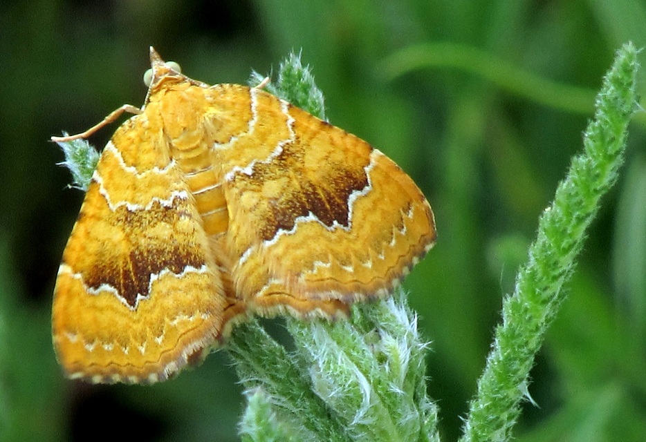 Camptogramma bilineata - kétvonalas sávosaraszoló