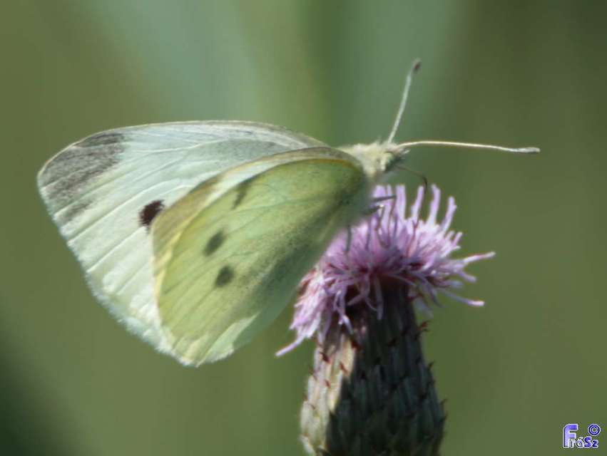 Pieris rapae - répalepke