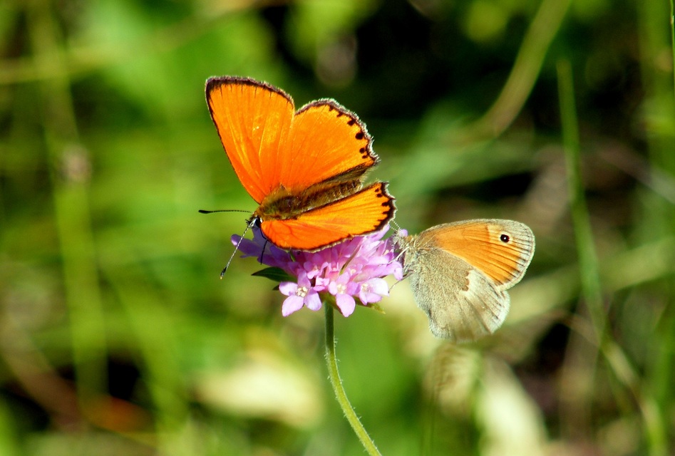 Lycaena virgaureae - arany-tűzlepke