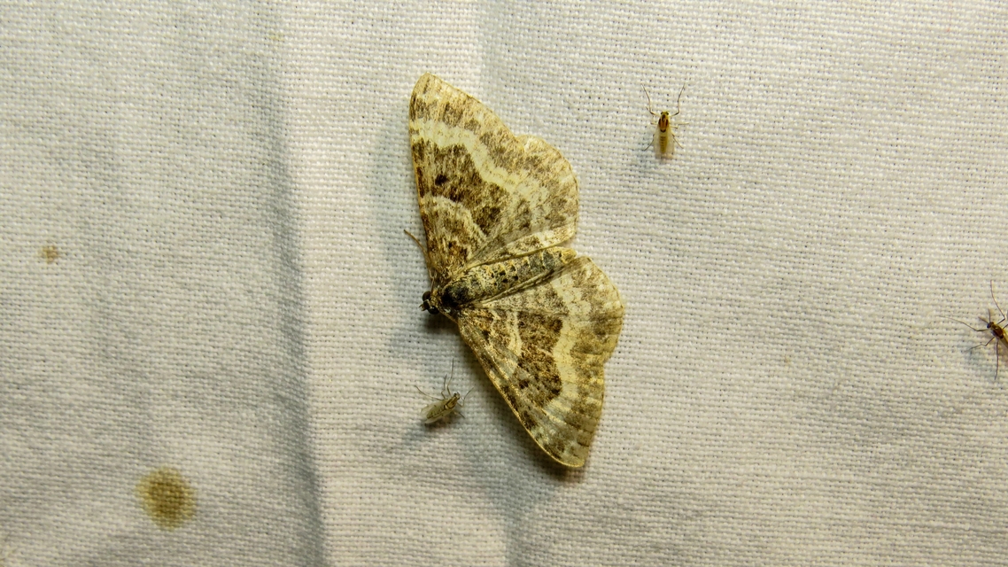 Epirrhoe alternata - galaj-tarkaaraszoló