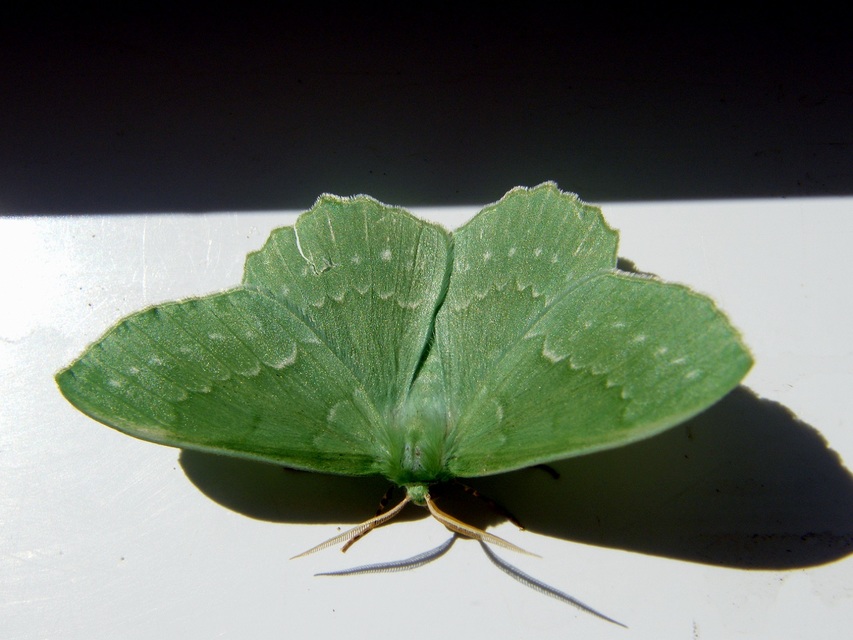 Geometra papilionaria - nagy zöldaraszoló