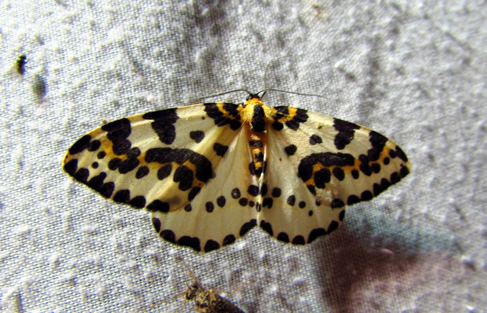 Abraxas grossulariata - köszméte-araszoló
