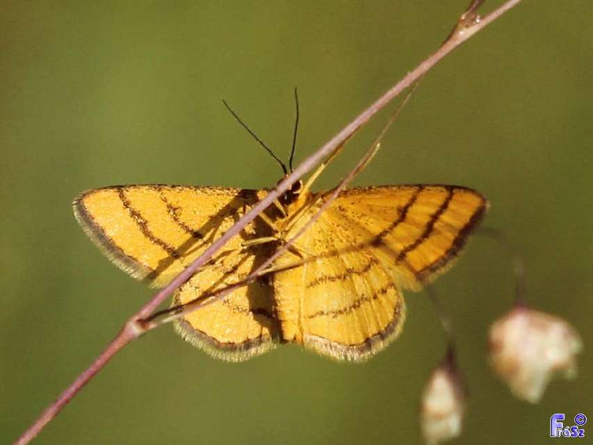 Idaea aureolaria - aranyos sávosaraszoló