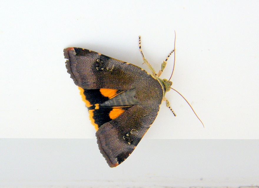 Noctua janthe/janthina