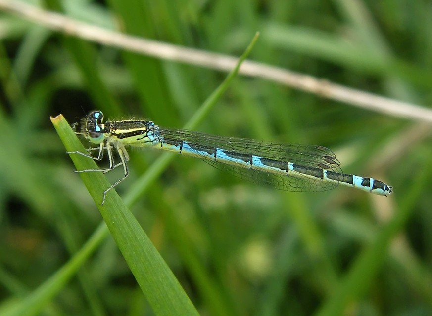Coenagrion scitulum - mediterrán légivadász