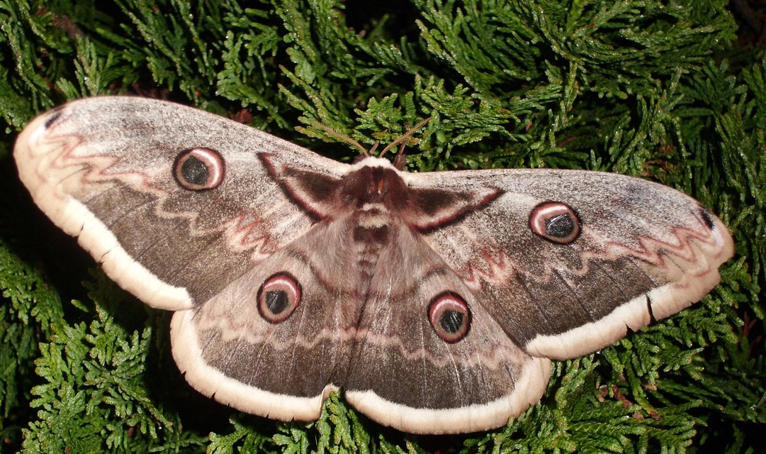 Saturnia pyri - nagy pávaszem Saturnia pyri - nagy pávaszem