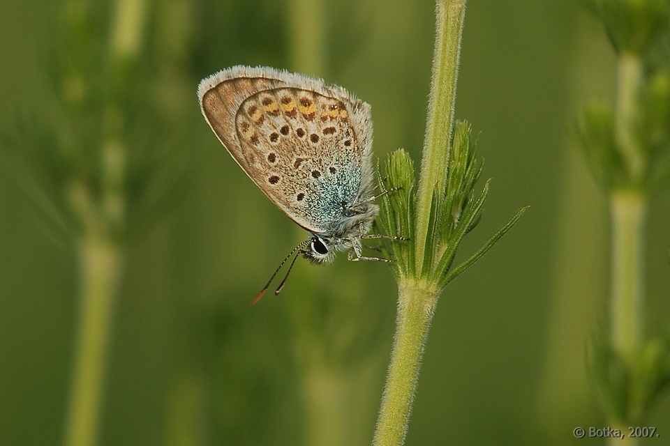 Plebejus argus - ezüstös boglárka