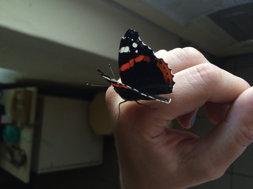 Vanessa atalanta - atalantalepke