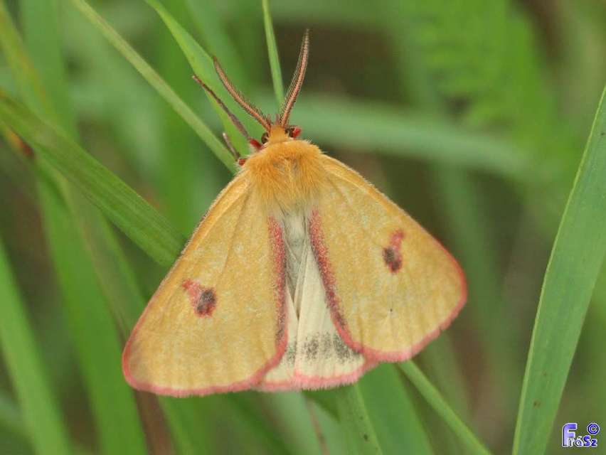 Diacrisia sannio - vörösszélű medvelepke