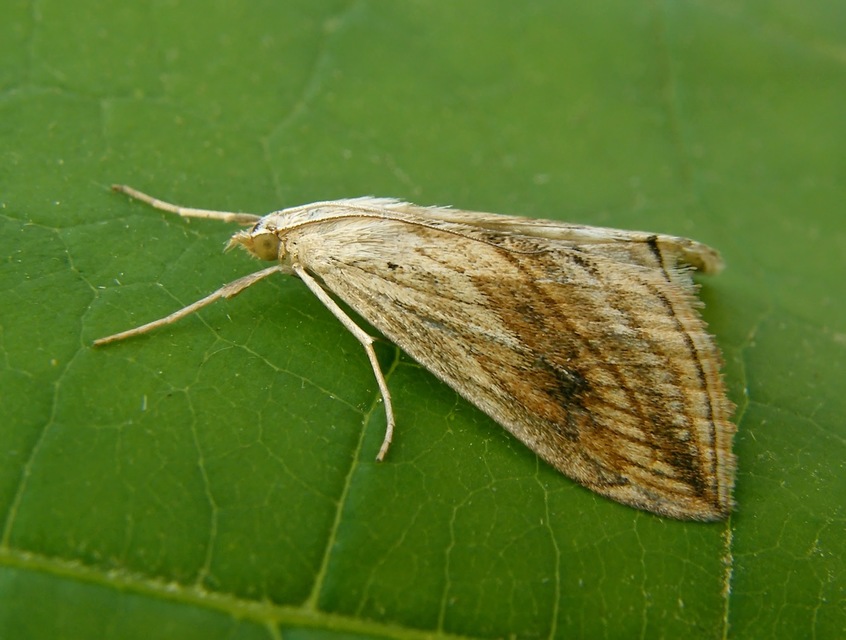 Evergestis forficalis - veteménymoly