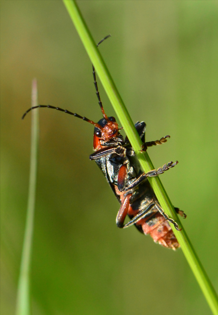 Cantharis rustica - suszterbogár