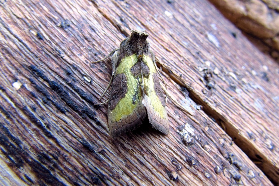 Diachrysia stenochrysis - rejtőző aranybagoly