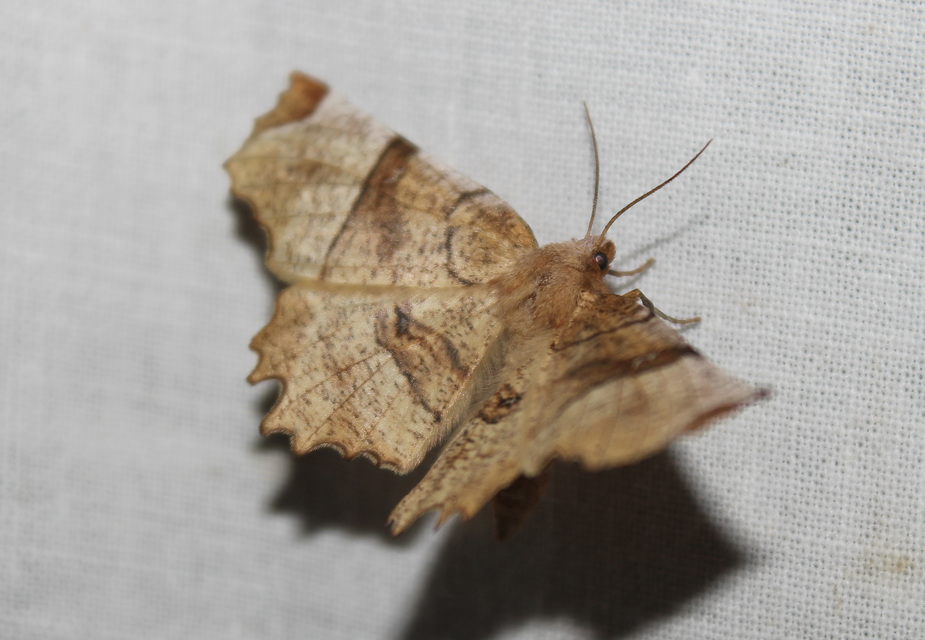 Selenia lunularia - egyfoltos holdasaraszoló