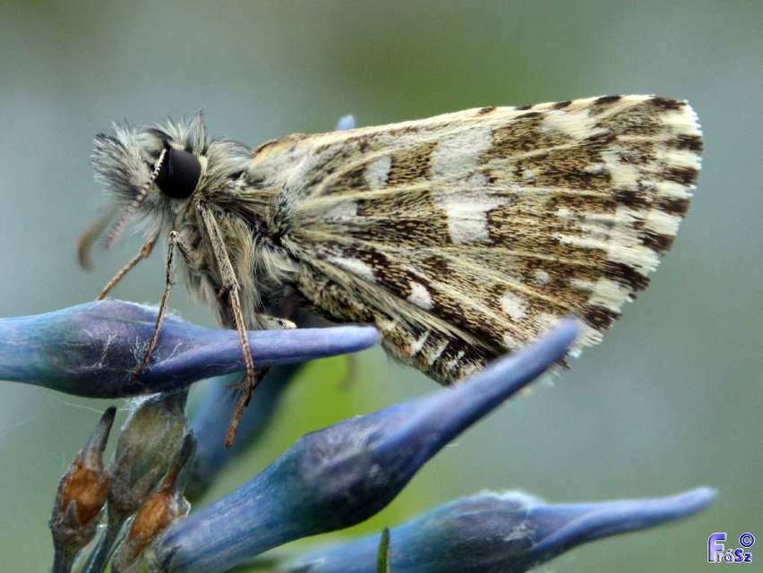 Pyrgus malvae - kis busalepke