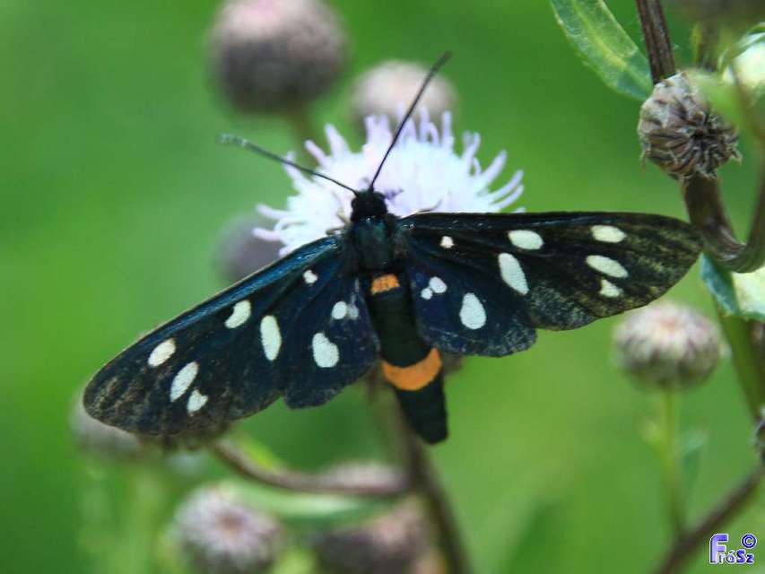 Amata phegea - fehérpettyes álcsüngőlepke